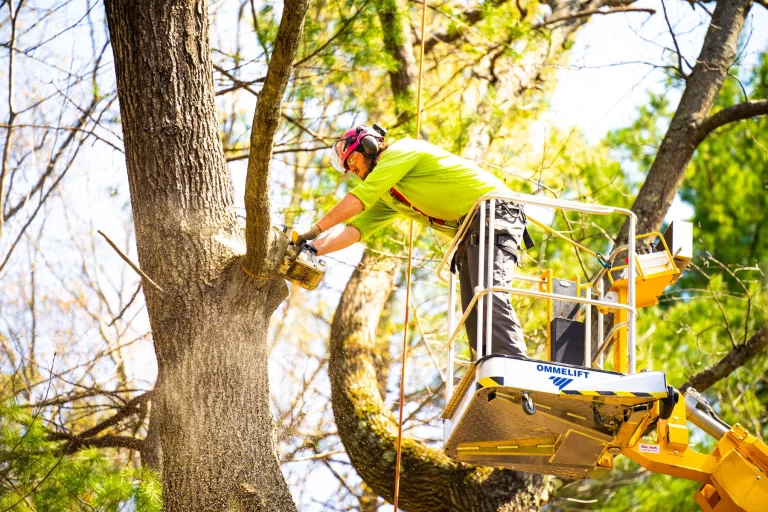 Emergency Tree Services Provided by Tree Surgeons